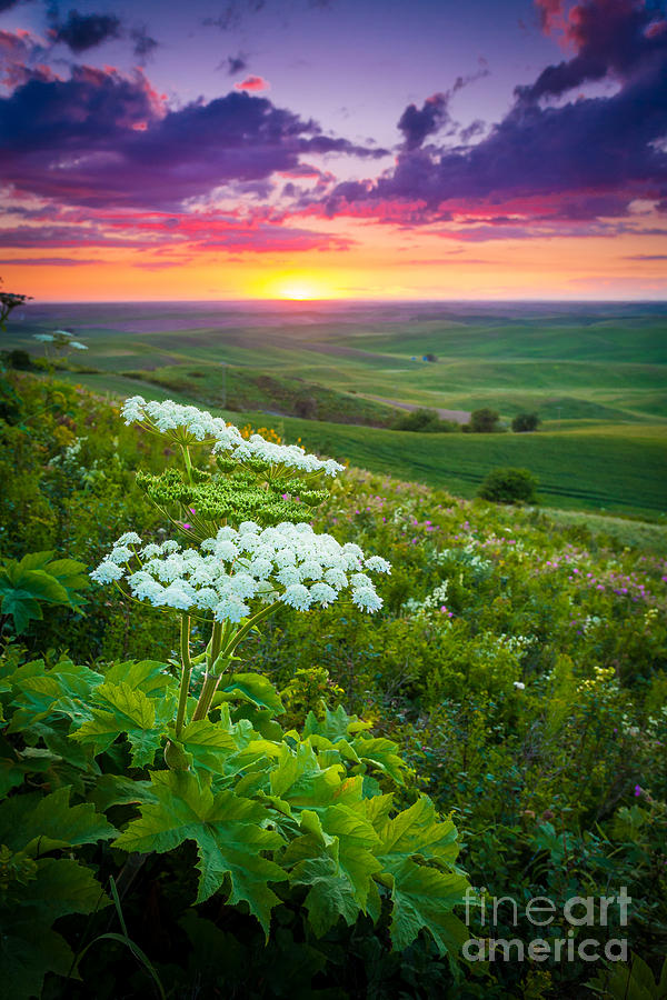 Palouse Flowers Photograph by Inge Johnsson