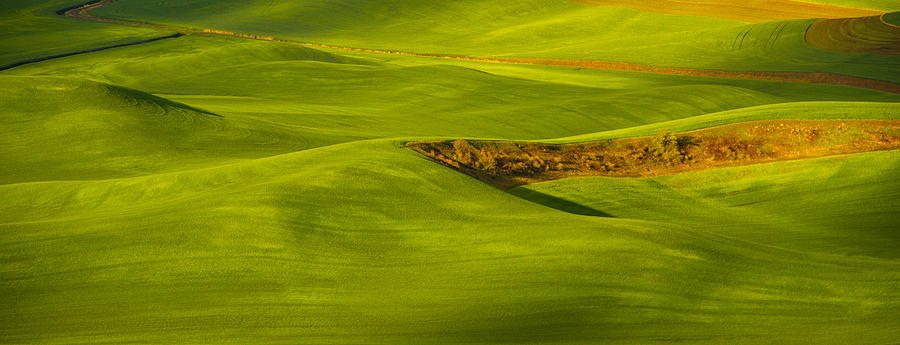 Palouse green Photograph by Kunal Mehra