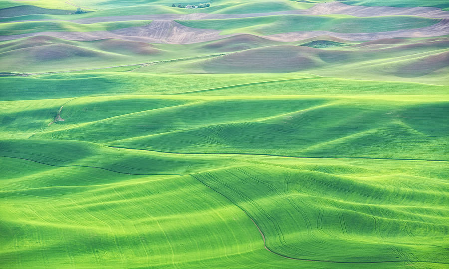 Palouse in Spring Photograph by David Kay