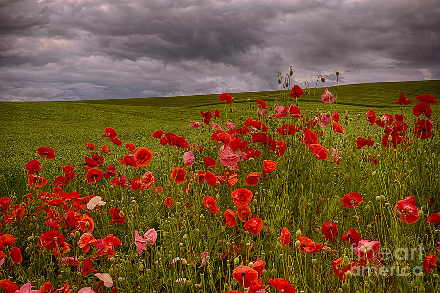 Poppy Photograph - Palouse Poppies by Priscilla Burgers