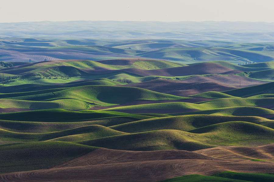 Palouse Rolling wheat hills Photograph by Hisao Mogi | Fine Art America