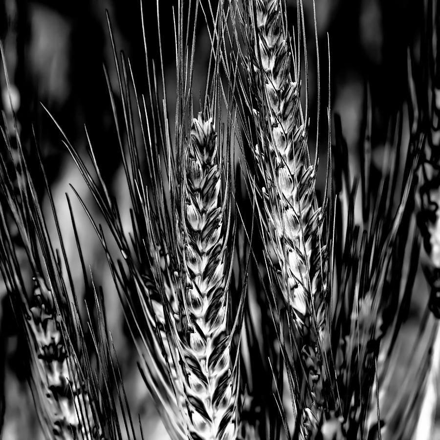 Palouse Wheat Photograph by David Patterson