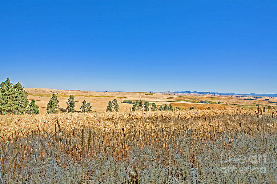 Palouse Photograph - Palouse wheatfield by Russell Christie