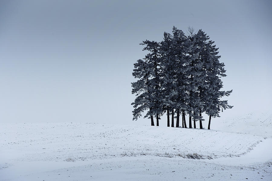 Winter Photograph - Palouse Whiteout by Dan Mihai