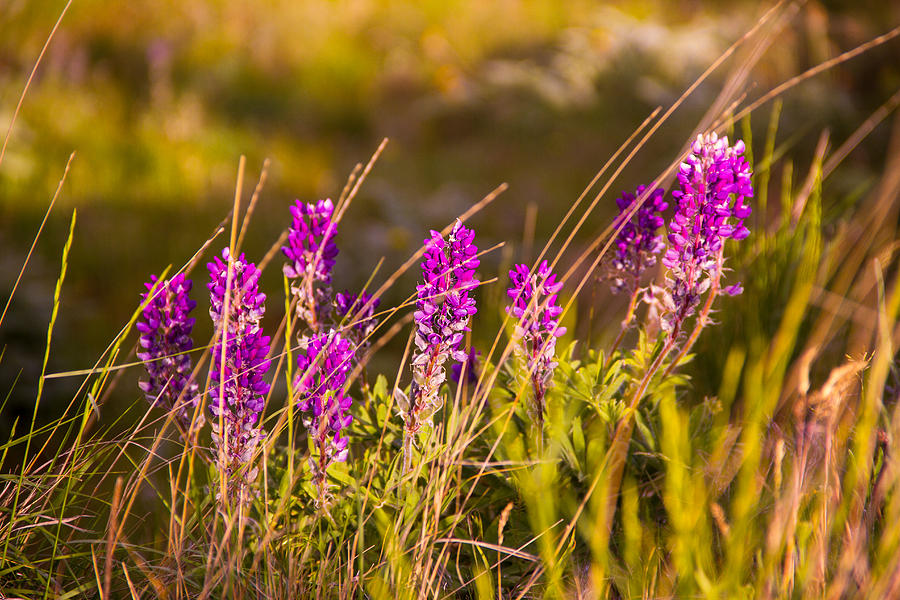 Palouse wildflowers Photograph by Kunal Mehra