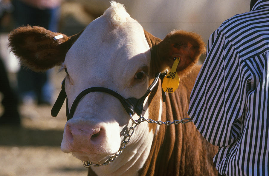 Steer Photograph - Pals by Jim Cotton Steer Photograph - Pals by Jim Cotton