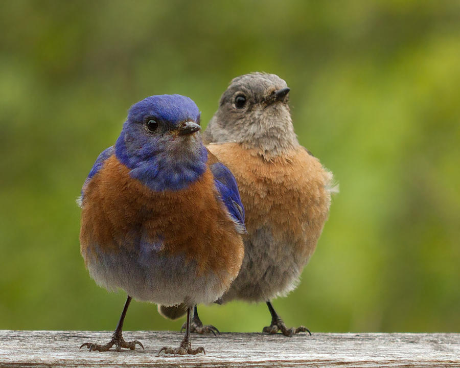 Bluebird Photograph - Pals by Jean Noren