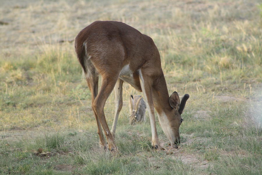 Pals Photograph by Lisa Allen - Fine Art America