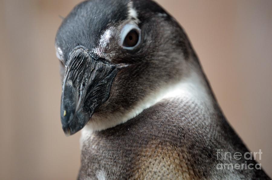 Pam Penguin Photograph by Lynellen Nielsen