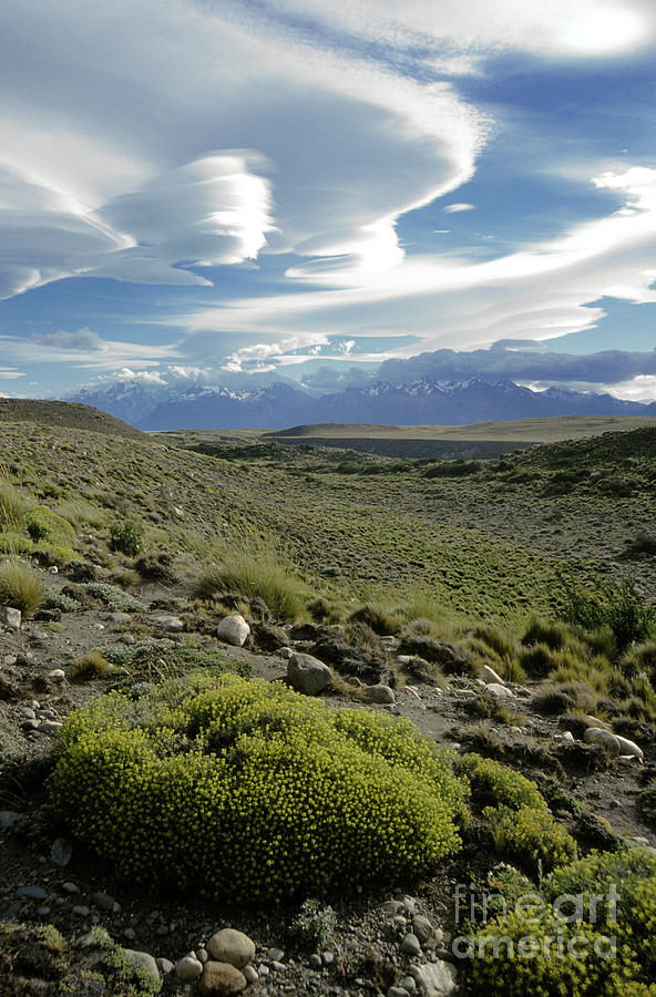Pamas in Patagonia Photograph by Craig Lovell