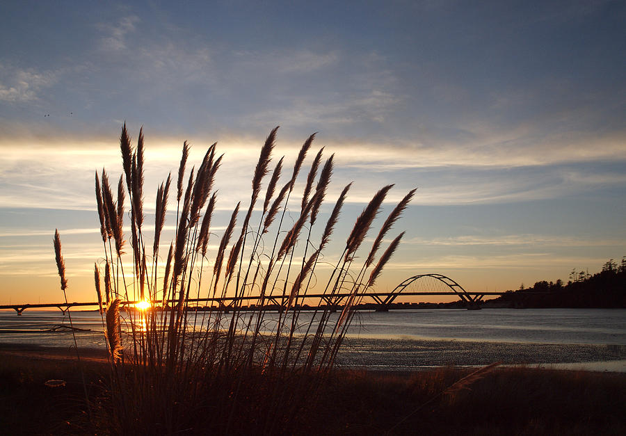 Pampas by the Bay Photograph by HW Kateley