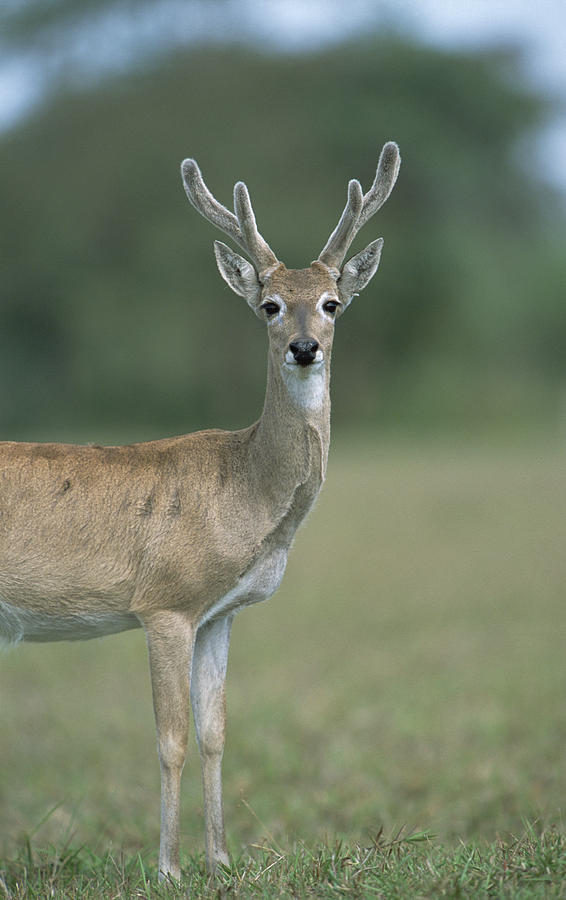 Pampas Deer Buck In Velvet Pantanal Photograph by Tui De Roy