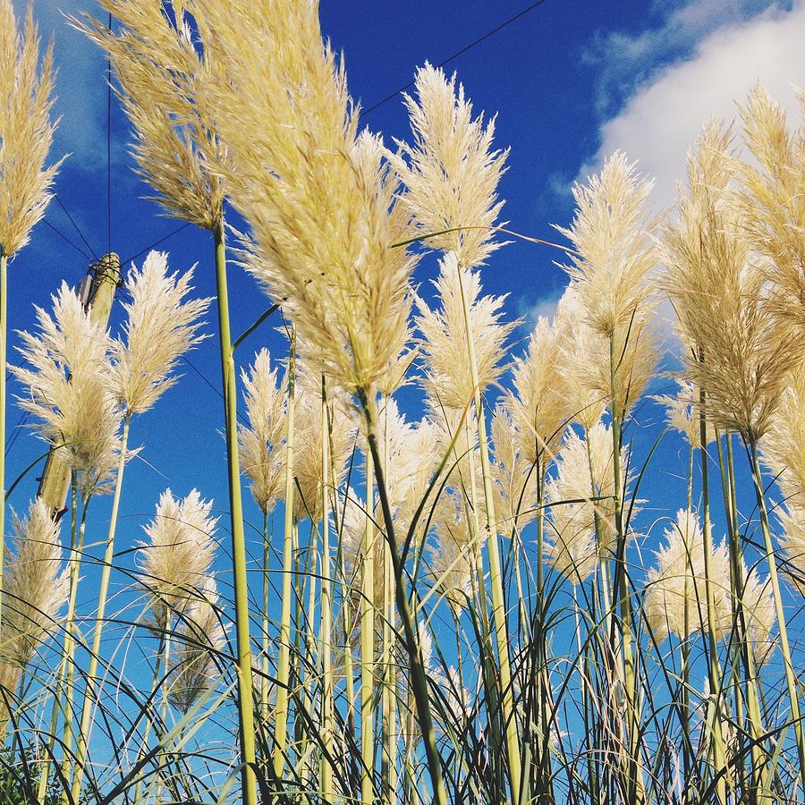 Daisy Photograph - Pampas Grass and Blue Skies by Gemma Knight