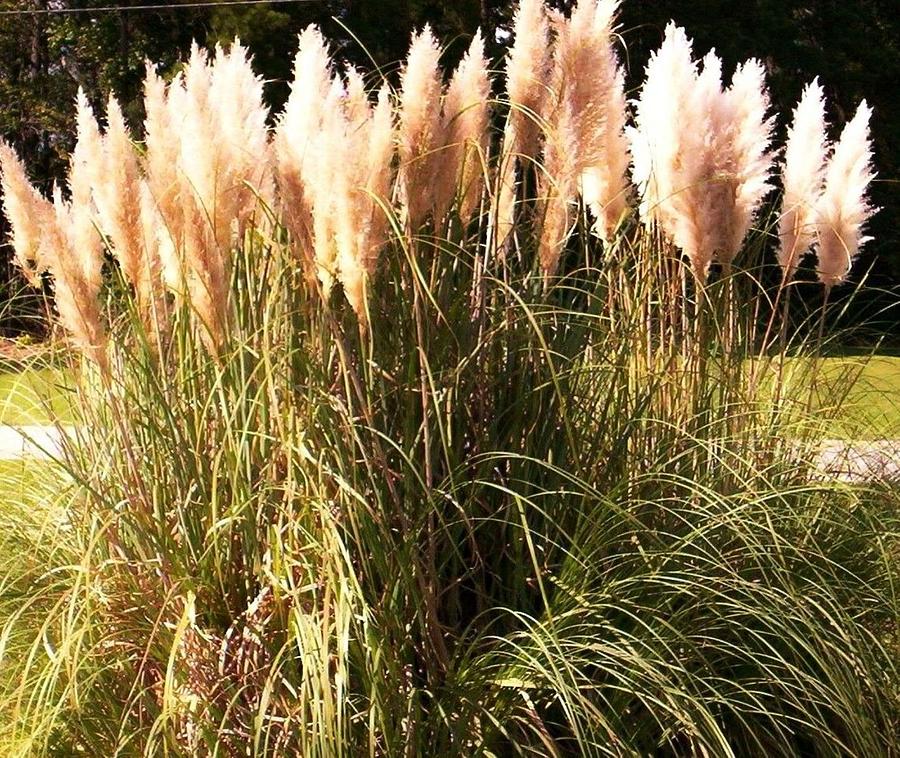 Pampas Grass Photograph by Bonnie Clark Weatherford | Fine Art America