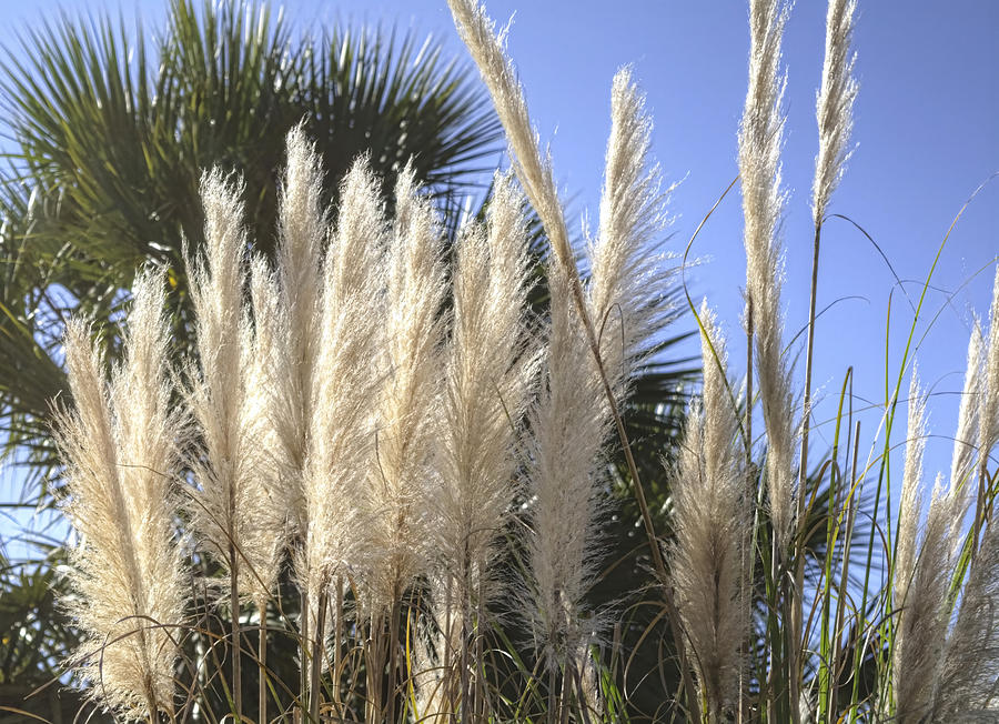 Pampas Grass Photograph by Cathy Jourdan - Fine Art America