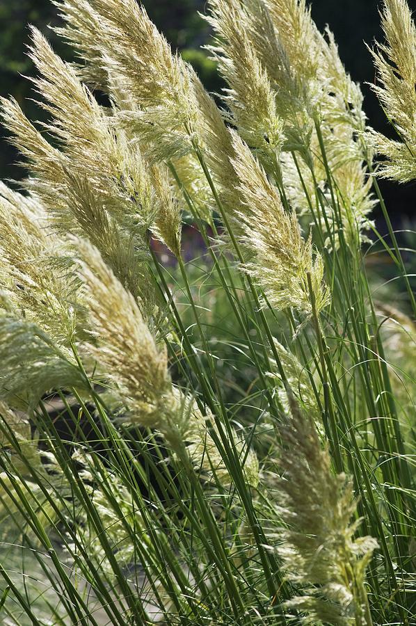 Pampas Grass (cortaderia Selloana) Photograph by Gustoimages/science Photo Library