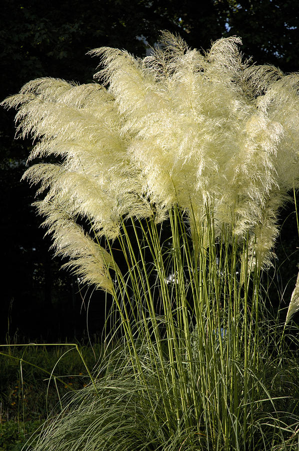 Pampas Grass Cortaderia selloana Photograph by Matthias Hauser