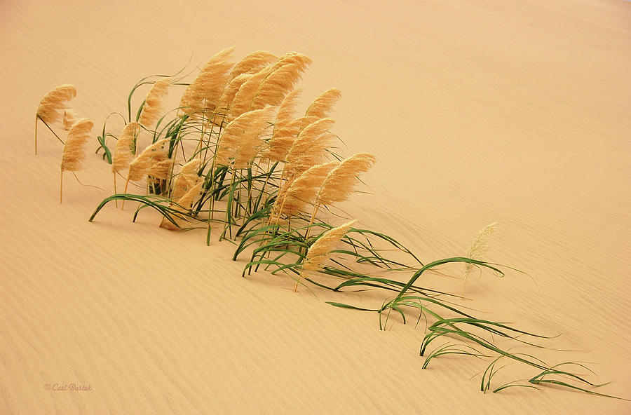 Sand Photograph - Pampas Grass In Sand Dune by Carl Bostek