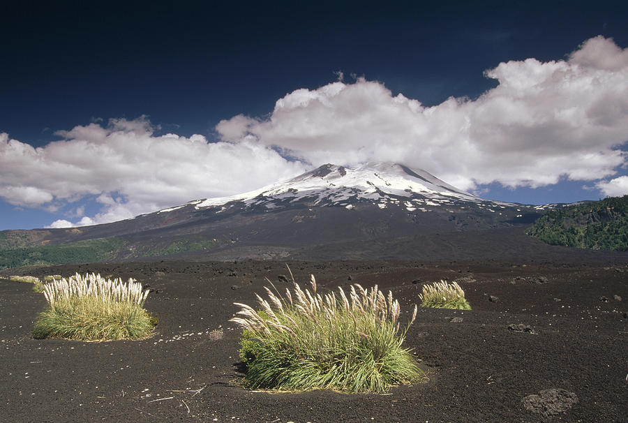 Pampas Grass Islands In Old Lava Flow Photograph by Gerry Ellis