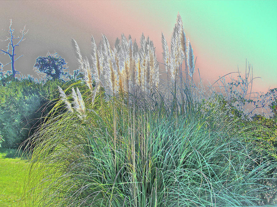Pampas Grass Photograph by Carol Senske