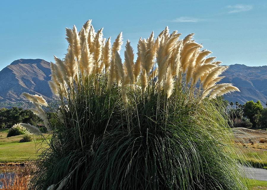 Pampas Grass Plant Photograph by Kirsten Giving