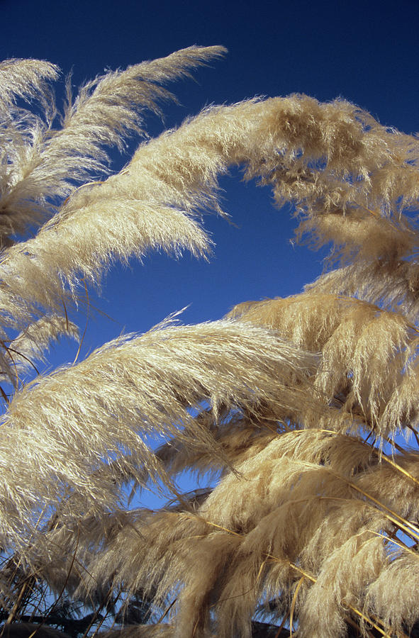 Nature Photograph - Pampas Grass Plumes by Dr. John Brackenbury/science Photo Library