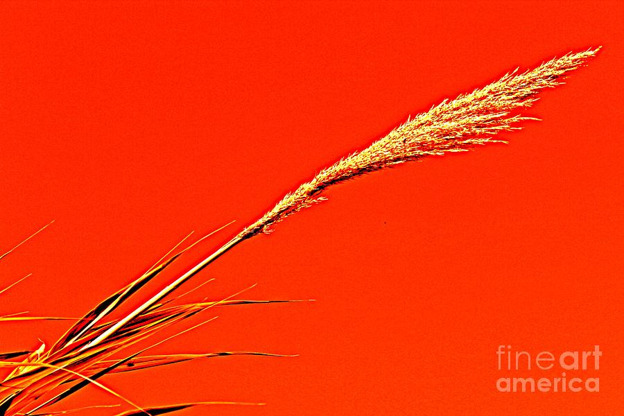 Flowers Still Life Photograph - Pampas Grass Red by Clare Bevan