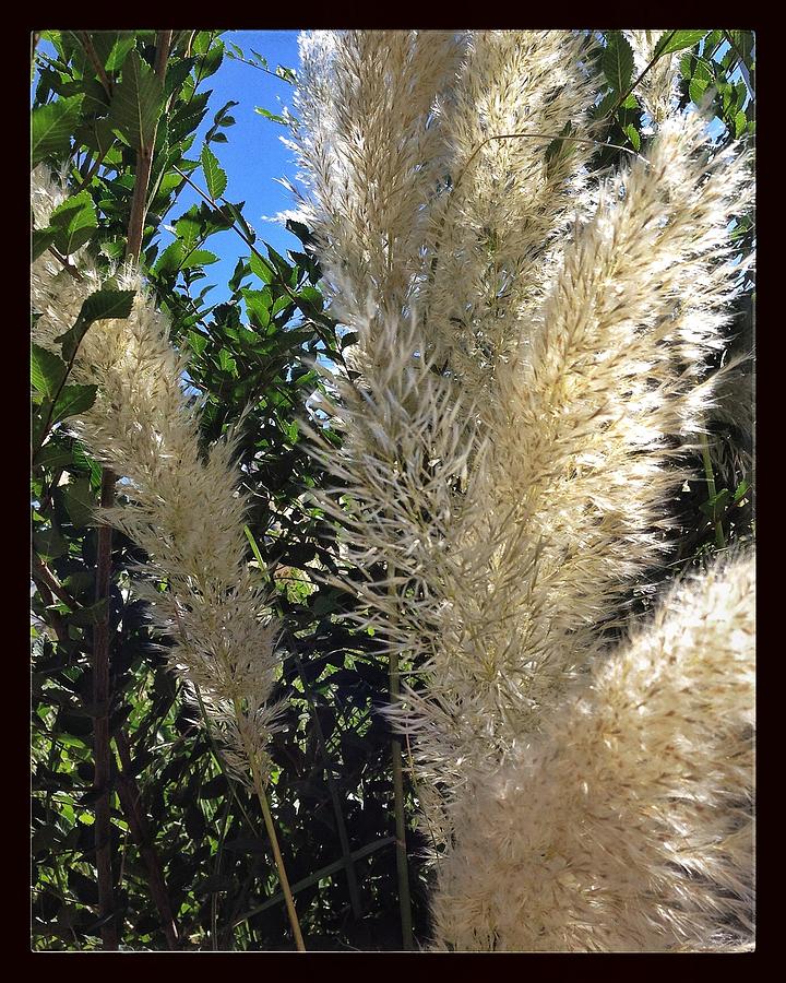 Nature Photograph - Pampas Grass by Susan See