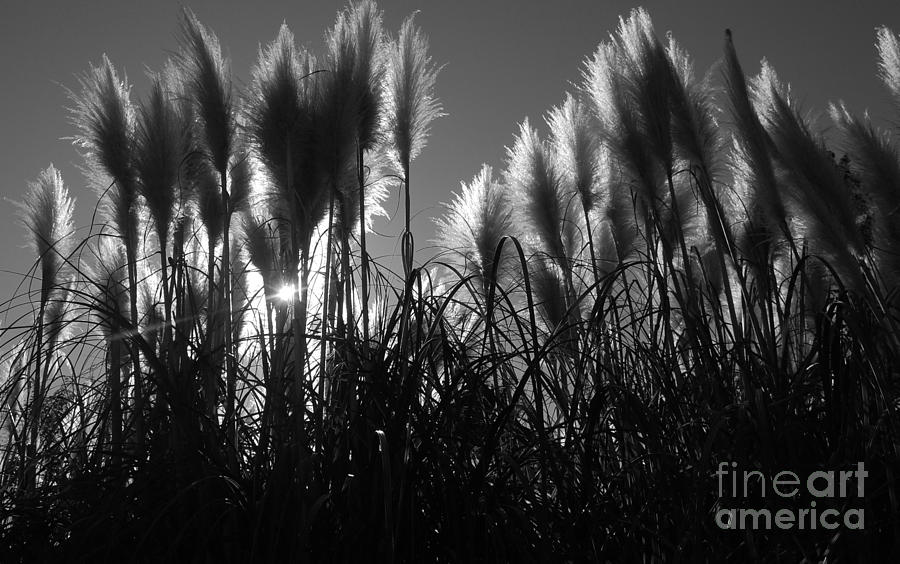 Pampas grass tufts in silhouette  Photograph by Garnett  Jaeger