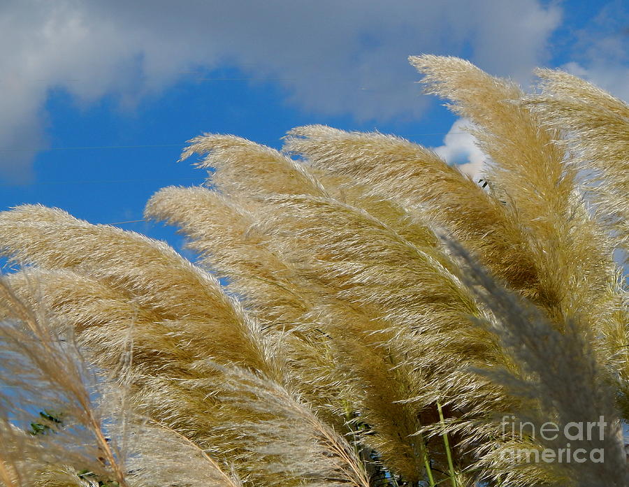 Pampas Grass Whisper Photograph by Michael Hoard