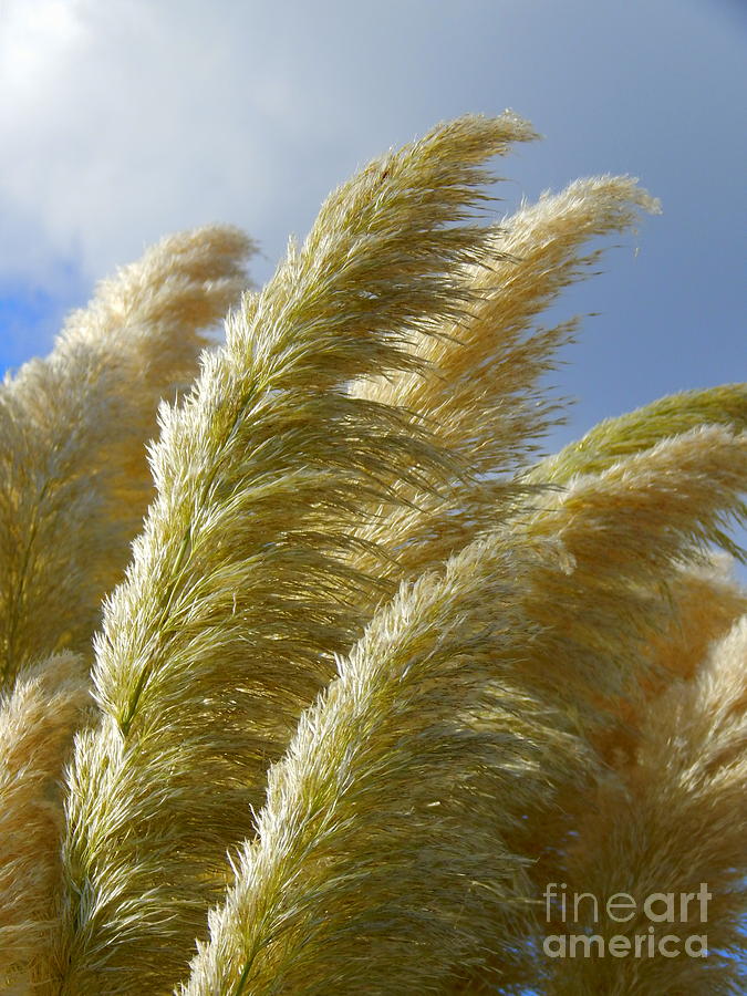 Pampas Grass Whispers  Photograph by Michael Hoard
