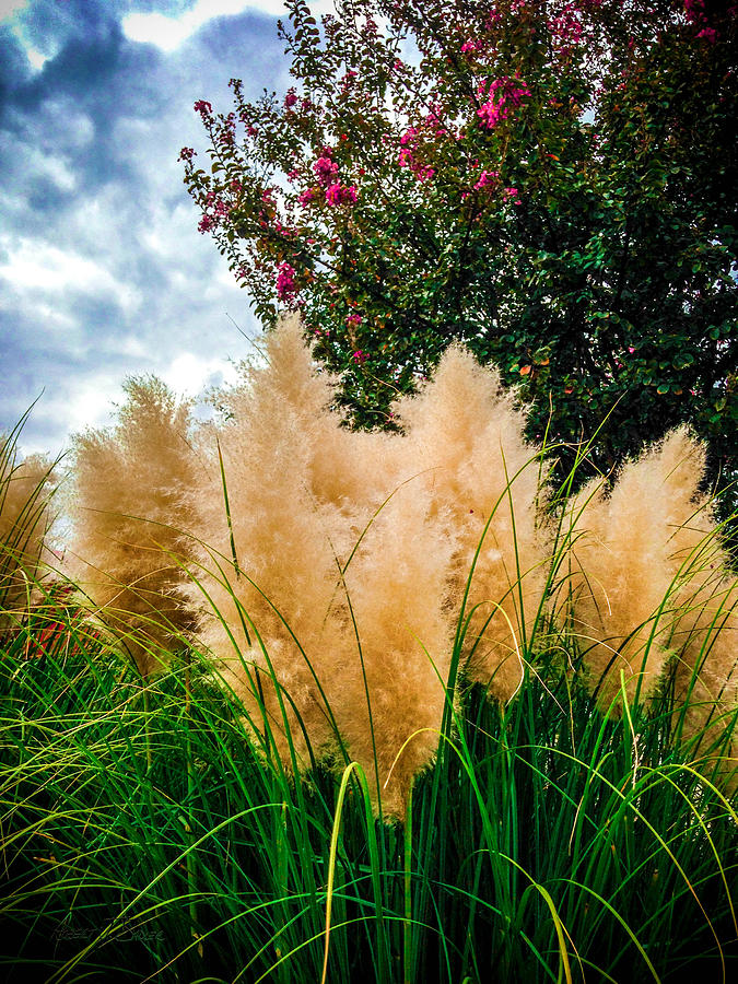 Pampus Grass Crape Myrtle Clouds Photograph by Robert J Sadler