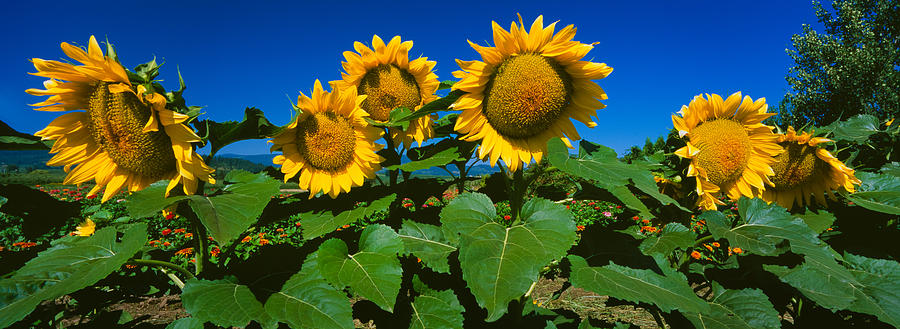 Nature Photograph - Panache Starburst Sunflowers by Panoramic Images