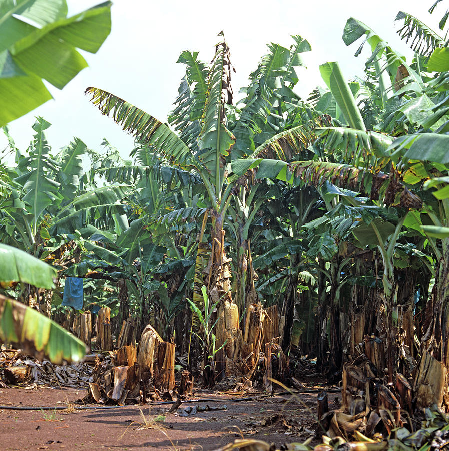 Panama Disease In Bananas Photograph by Nigel Cattlin