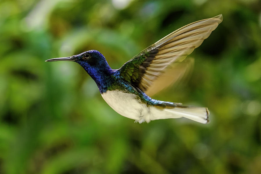 Panama Hummingbird Photograph by Rob Tullis