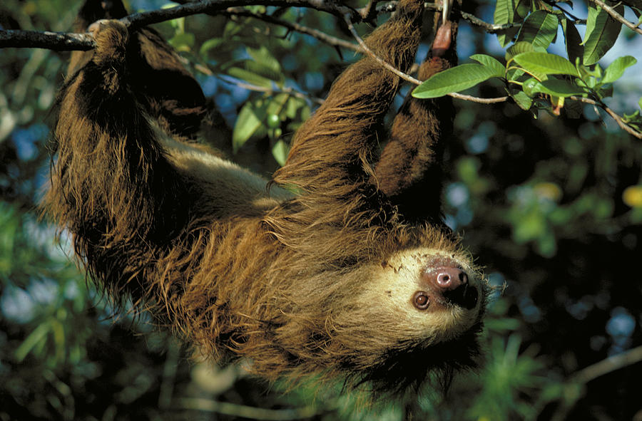 Panama Sloth Photograph by Jack Fields