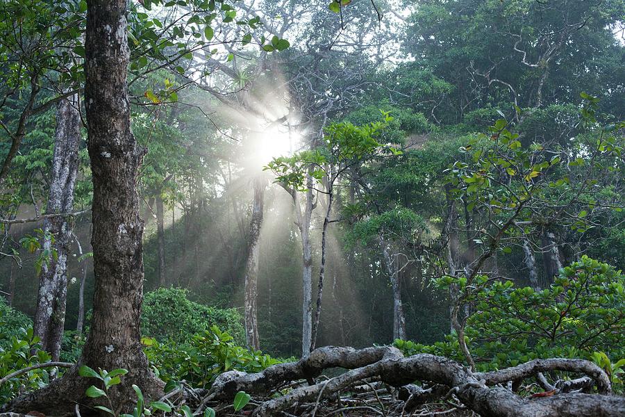 Panama Tropical Rainforest Jungle Coiba Photograph by Paul D Stewart