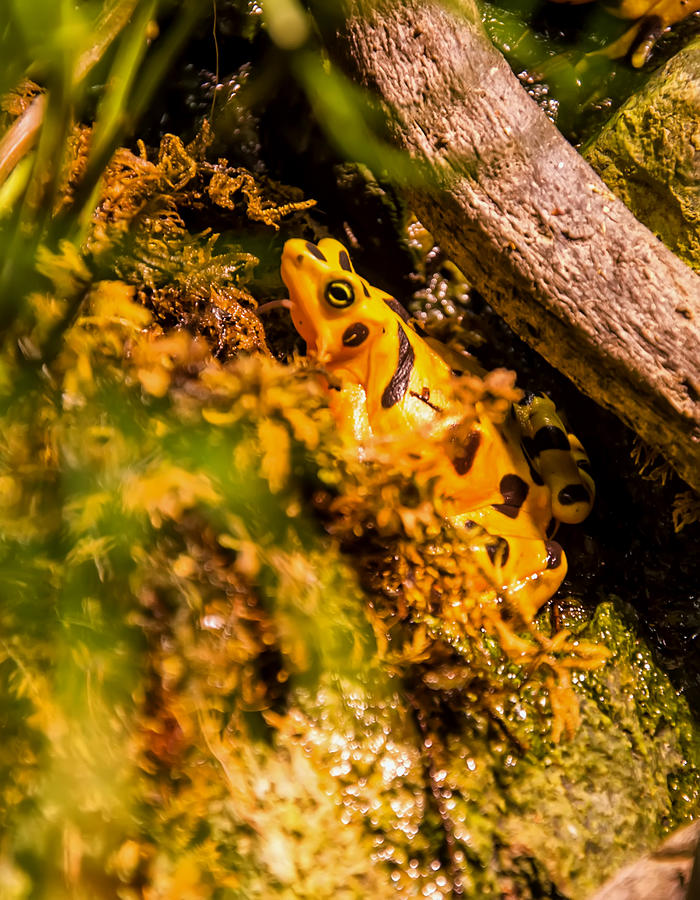 Frog Photograph - Panamanian golden frog  by Flees Photos