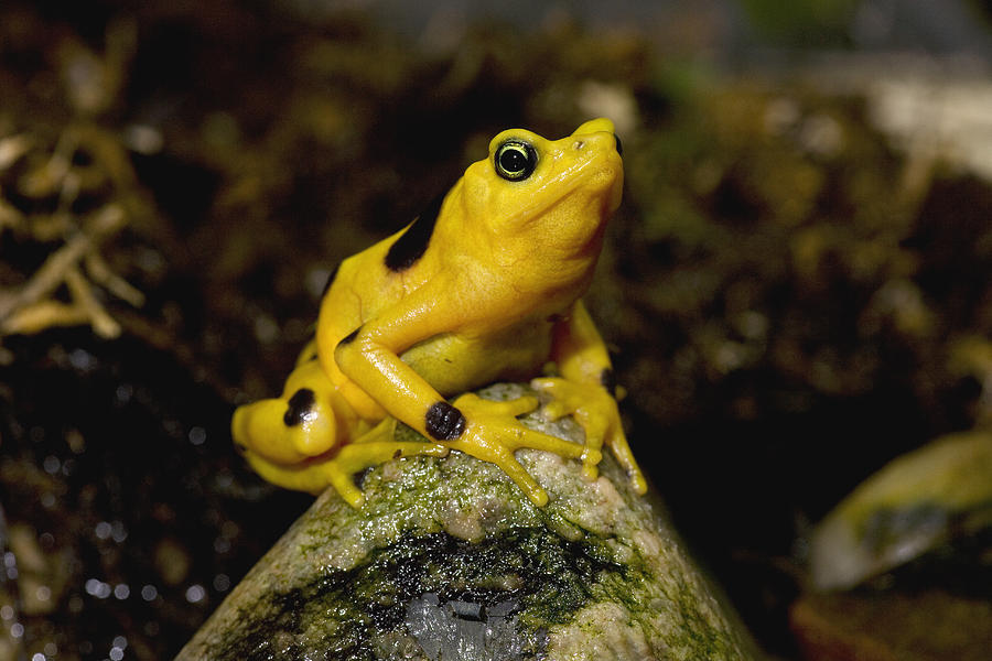 Amphibians Photograph - Panamanian Golden Frog by San Diego Zoo