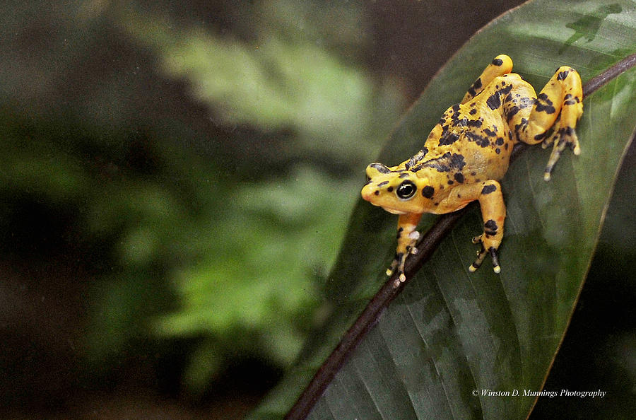Frog Photograph - Panamanian Golden Frog by Winston D Munnings