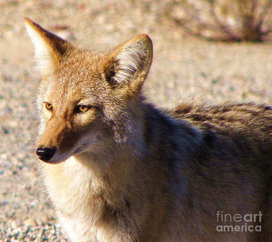 Desert Photograph - Coyote the Trickster by Michele Penner