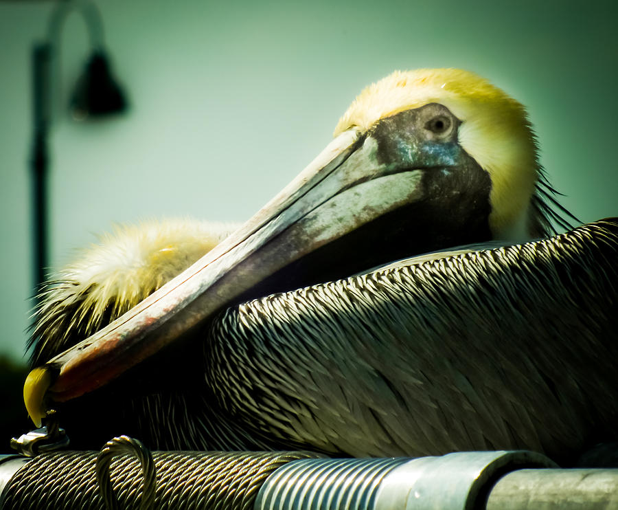 Pelican Photograph - PANCAKE the PELICAN by Karen Wiles