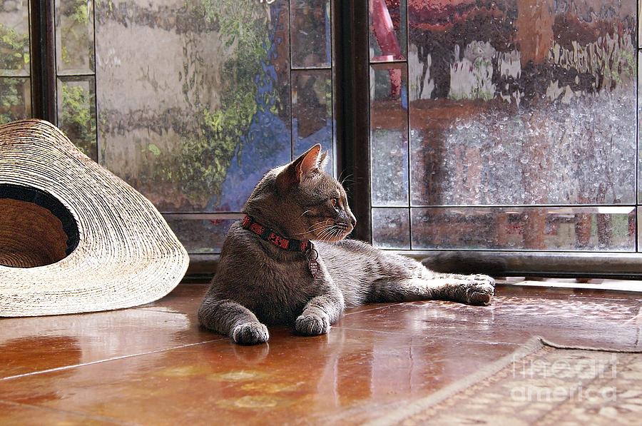 Cat Photograph - Pancho The Prince by John  Kolenberg