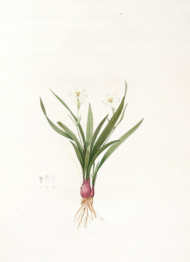 Pancratium Calathiforme, Hymenocallis Calathina Pancrace à Drawing by ...