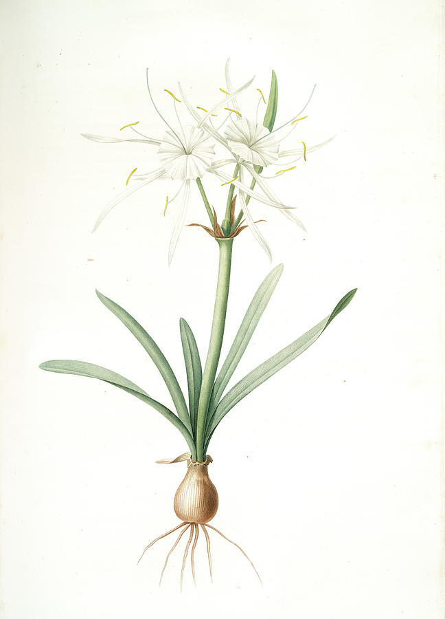 Pancratium Disciforme, Hymenocallis Rotata Pancrace En Drawing by ...