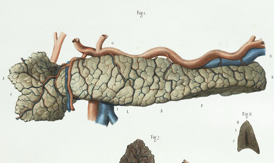 Human Body Photograph - Pancreas Anatomy by Science Photo Library