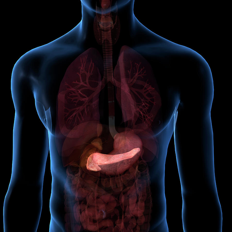 Pancreas Isolated Within Torso Photograph by Hank Grebe - Fine Art America