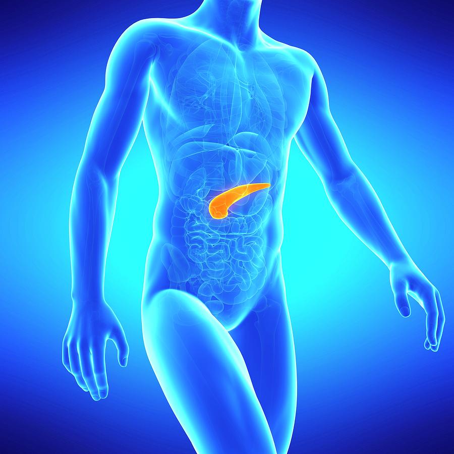 Illustration Photograph - Pancreas by Sebastian Kaulitzki