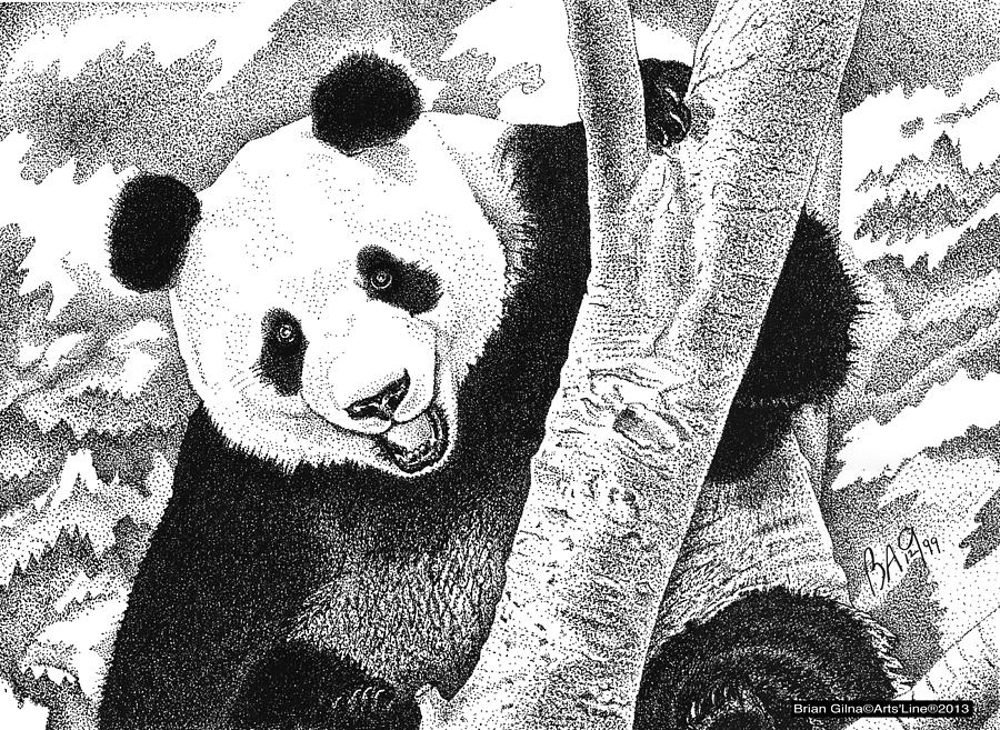 Panda 02 Drawing by Brian Gilna