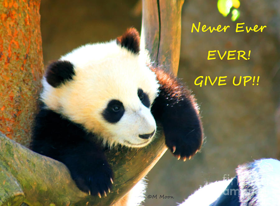 Panda Baby Bear Never Ever Ever Give Up Photograph by Tap On Photo